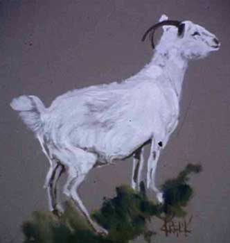 Brennans goats 1