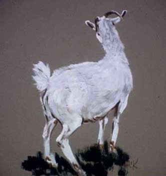Brennans goats 2