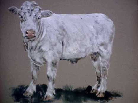 Charolais