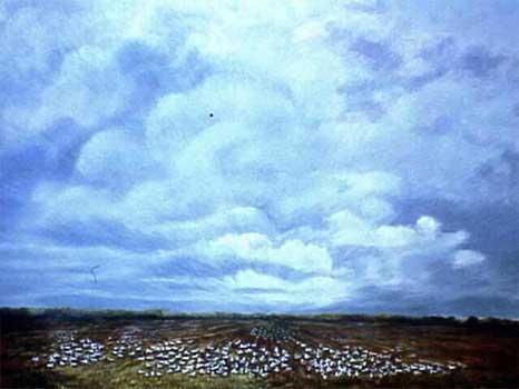 Seagulls on the farm