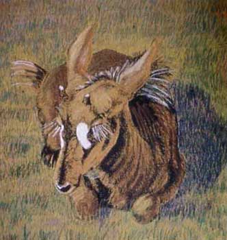 Antelope child