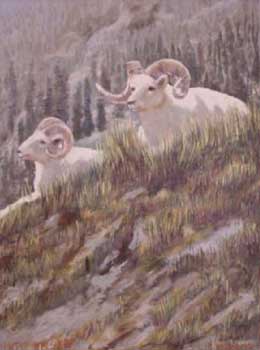 Mountain sheep