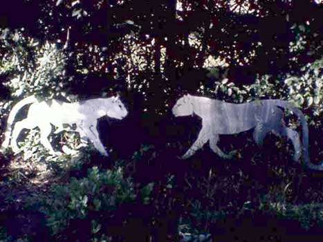 Panthers